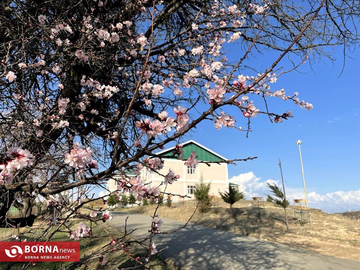 بهار در کشمیر هند