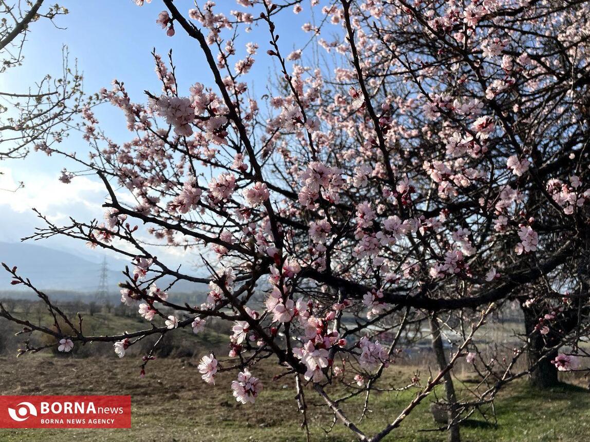 بهار در کشمیر هند