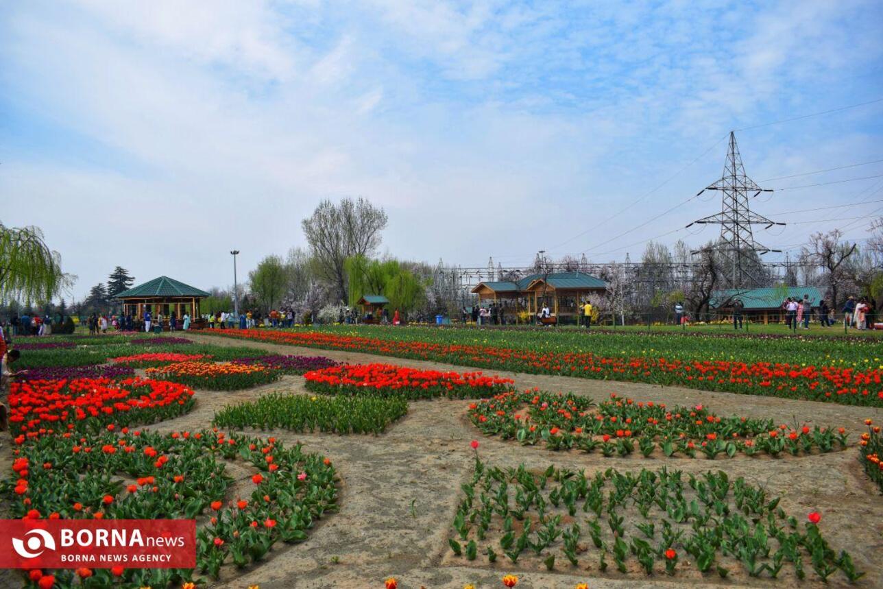 بزرگترین باغ گل لاله آسیا در کشمیر هند