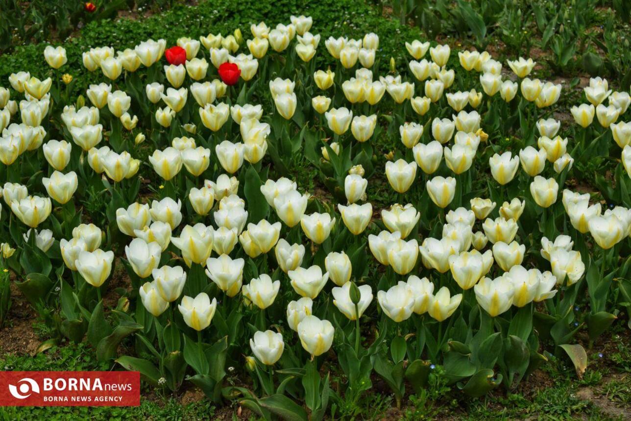 بزرگترین باغ گل لاله آسیا در کشمیر هند