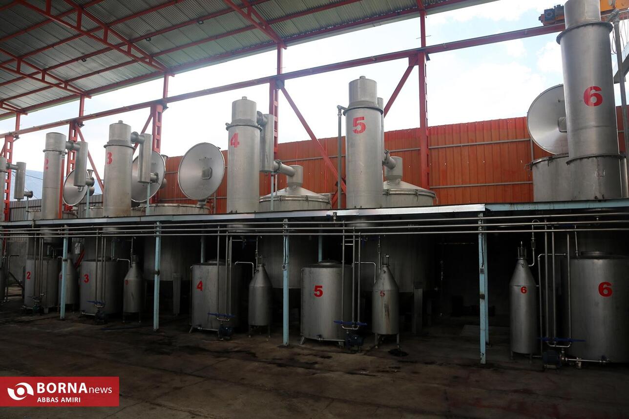 همایش بزرگداشت 8 اردیبهشت روز ملی میمند خاستگاه گل و گلاب جهان