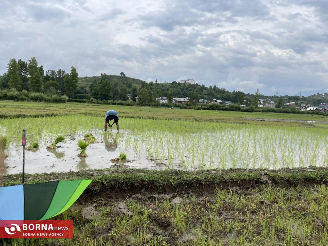 نشاء برنج در کشمیر هند