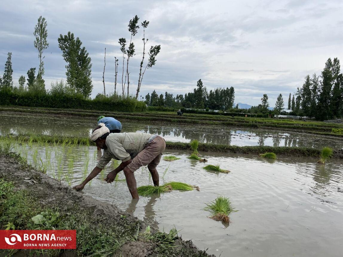نشاء برنج در کشمیر هند
