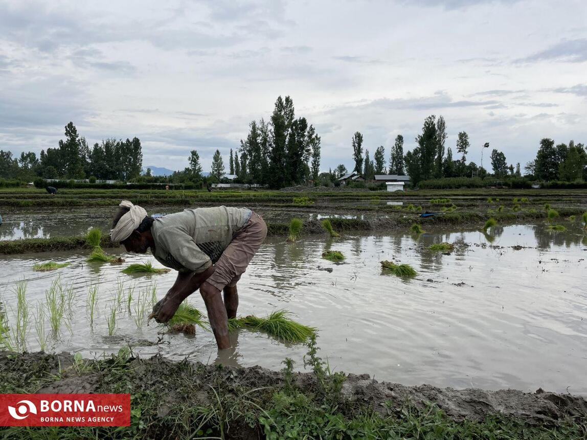 نشاء برنج در کشمیر هند