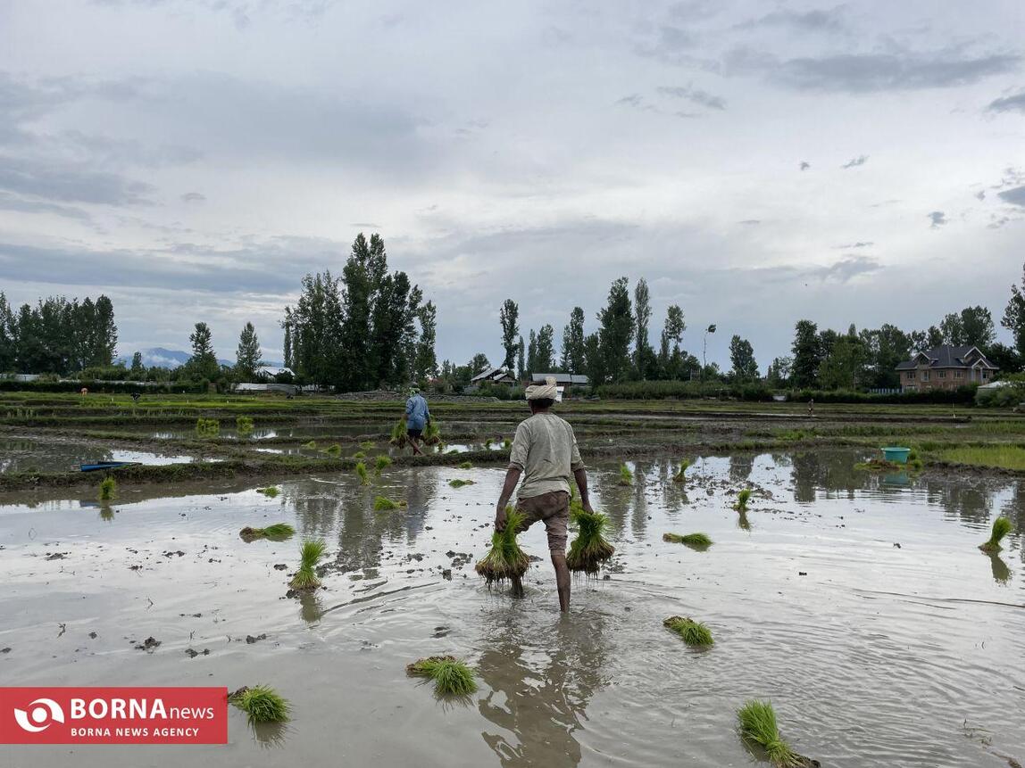 نشاء برنج در کشمیر هند