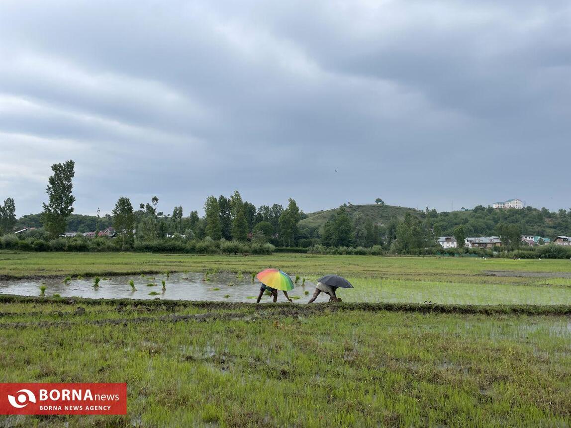 نشاء برنج در کشمیر هند