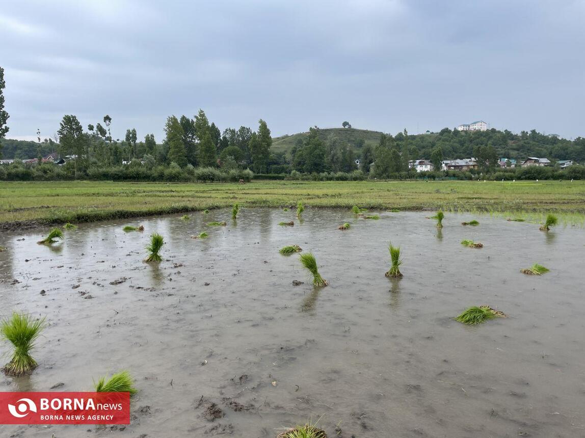 نشاء برنج در کشمیر هند