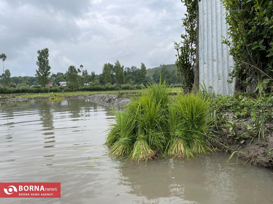 نشاء برنج در کشمیر هند