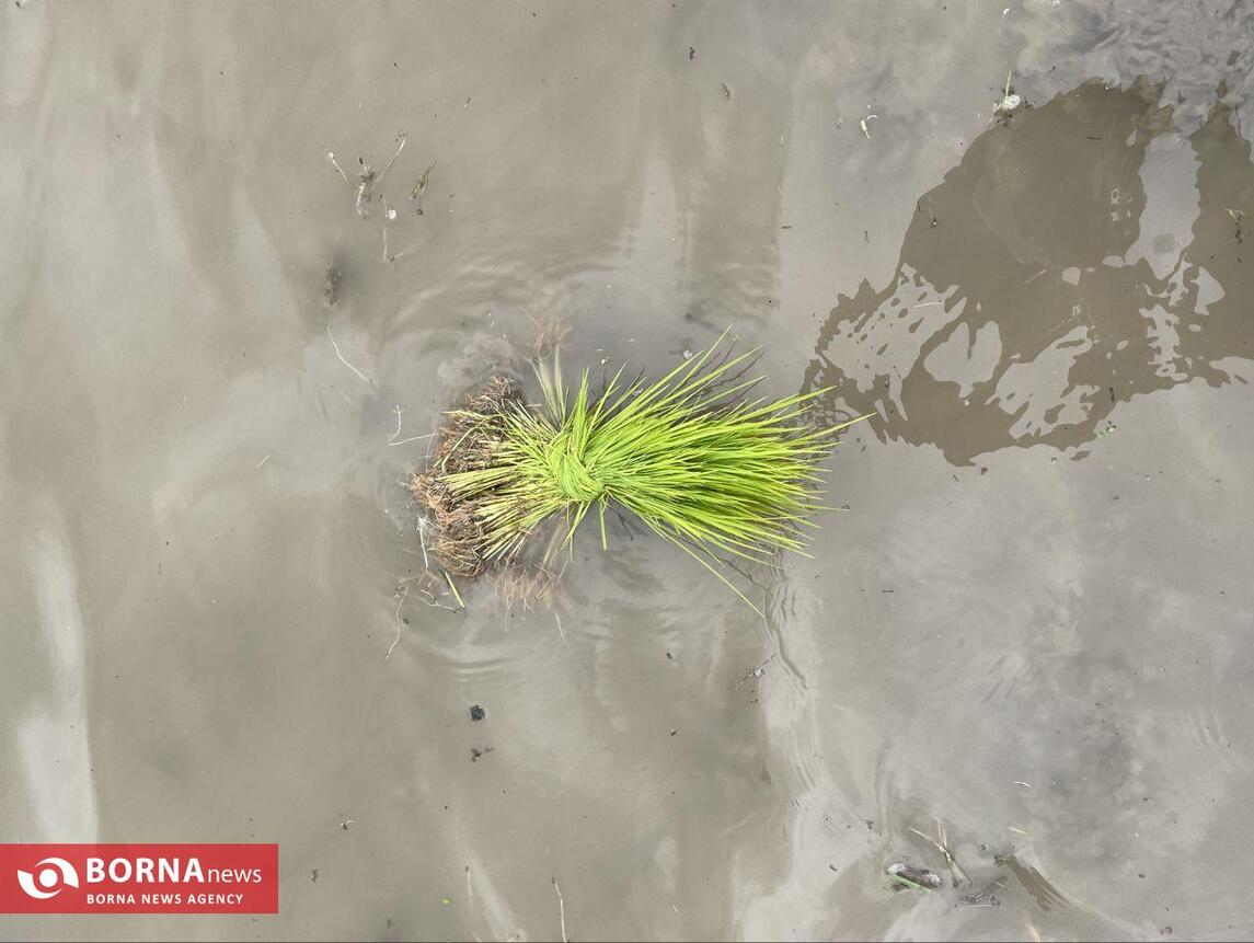 نشاء برنج در کشمیر هند