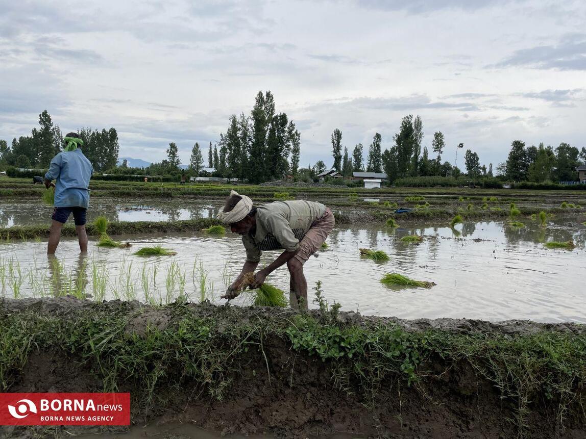 نشاء برنج در کشمیر هند