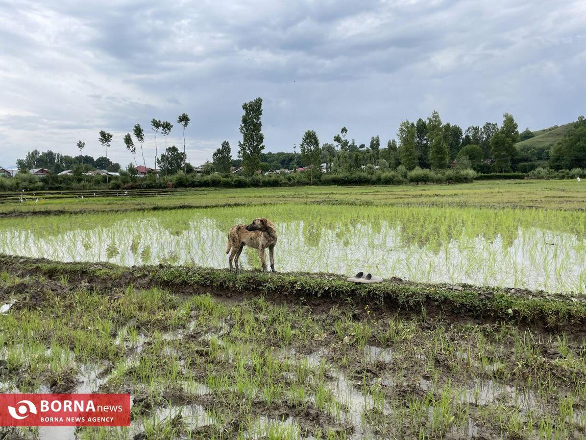 نشاء برنج در کشمیر هند