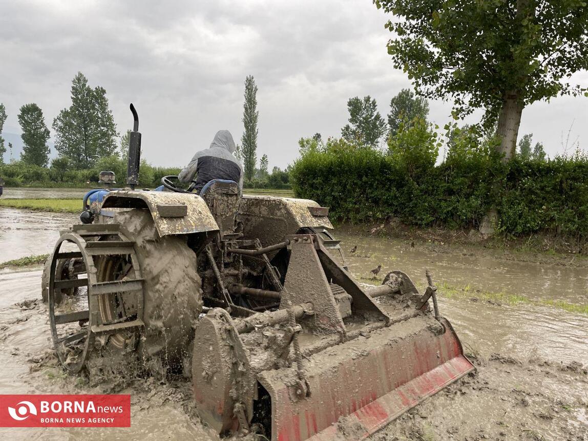 نشاء برنج در کشمیر هند