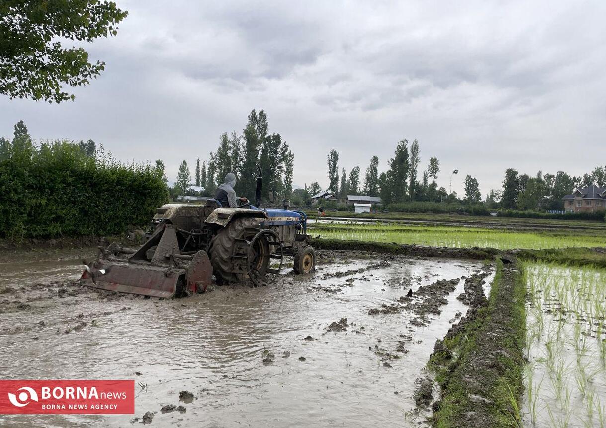 نشاء برنج در کشمیر هند