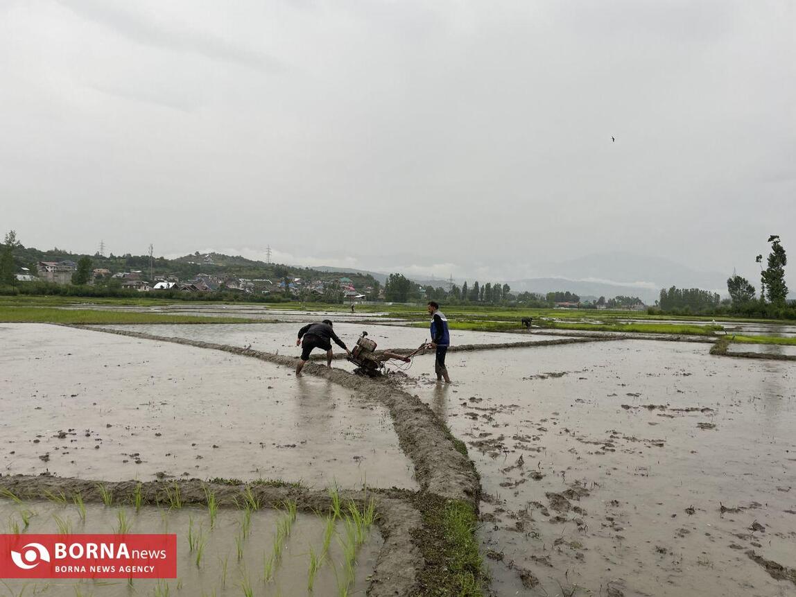 نشاء برنج در کشمیر هند