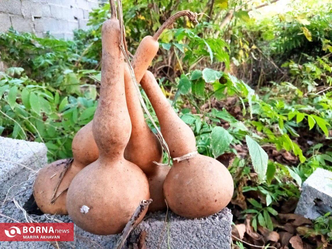 طبیعت زیبای گیلان