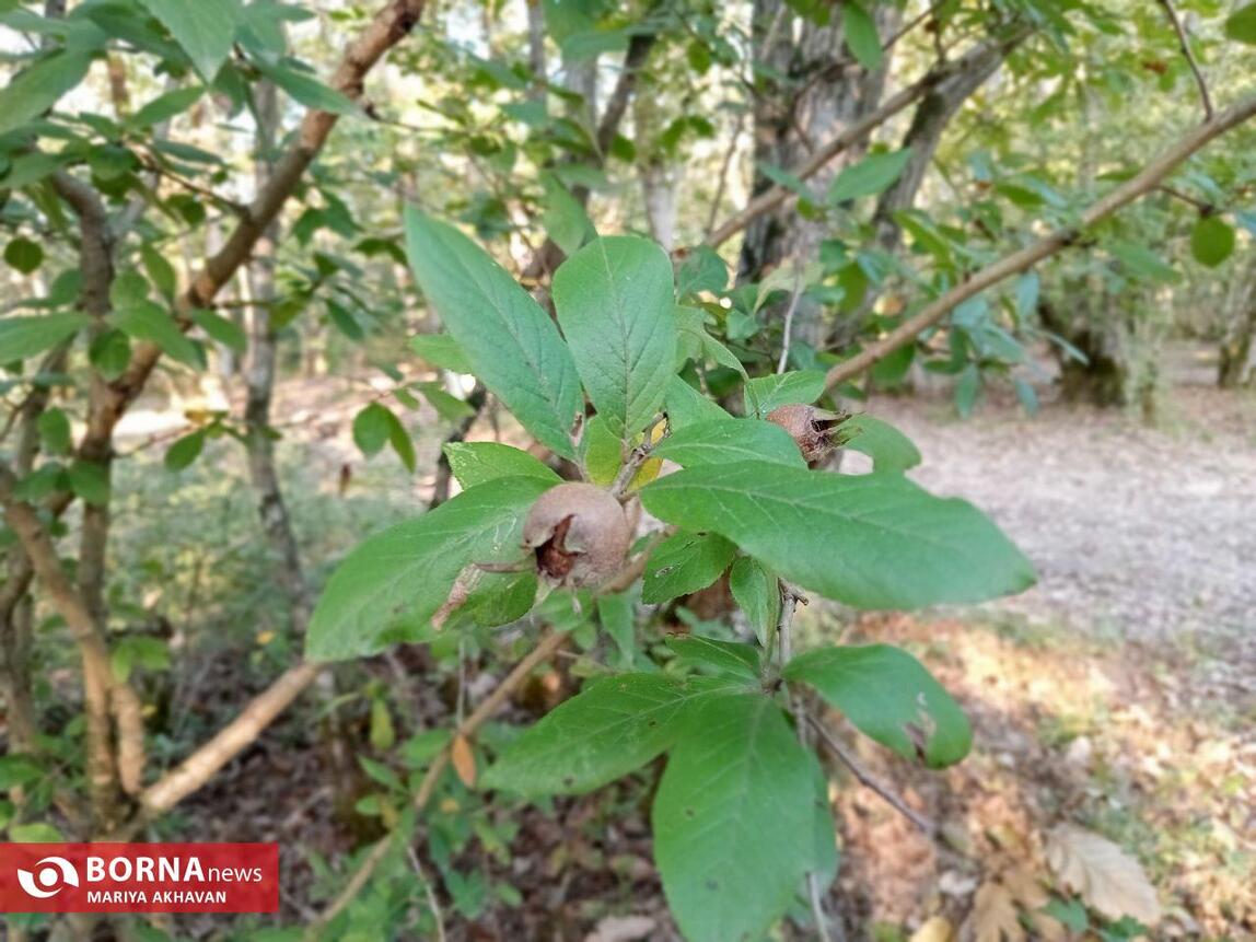 پارک جنگلی سراوان رشت_ پاییز 1403