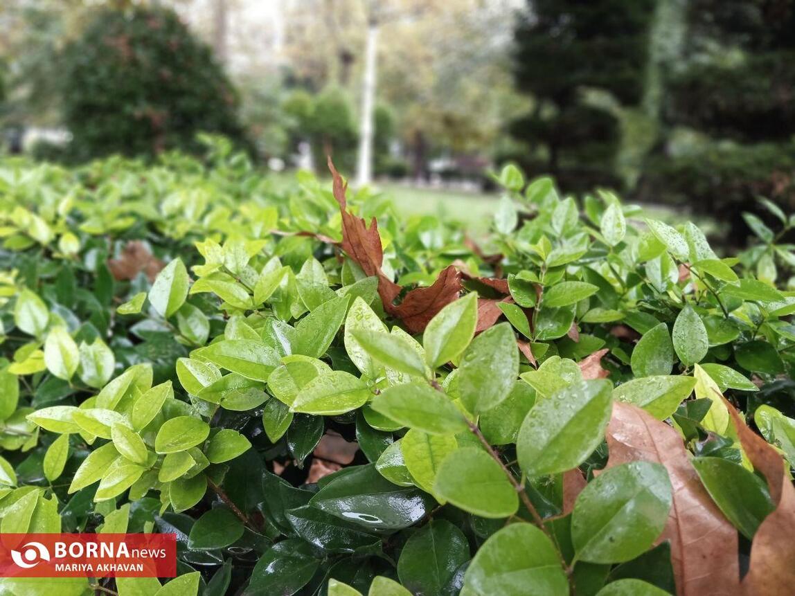 چشم انداز پاییز در رشت_ مهرماه ۱۴۰۳