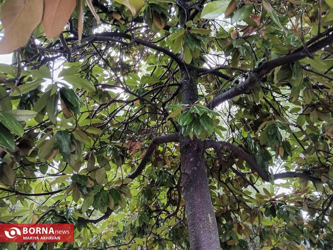 چشم انداز پاییز در رشت_ مهرماه ۱۴۰۳