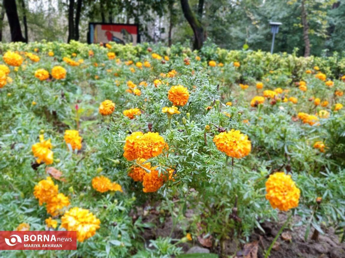 چشم انداز پاییز در رشت_ مهرماه ۱۴۰۳