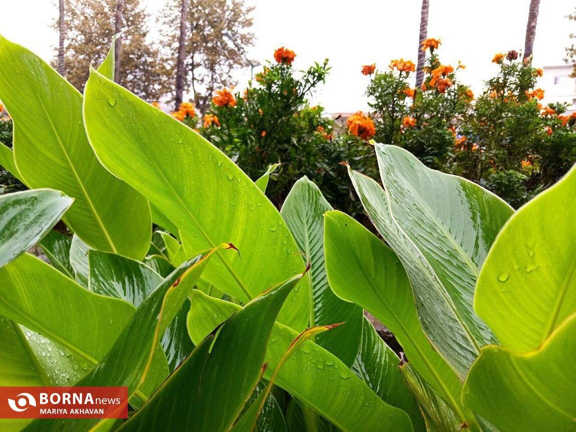 چشم انداز پاییز در رشت_ مهرماه ۱۴۰۳