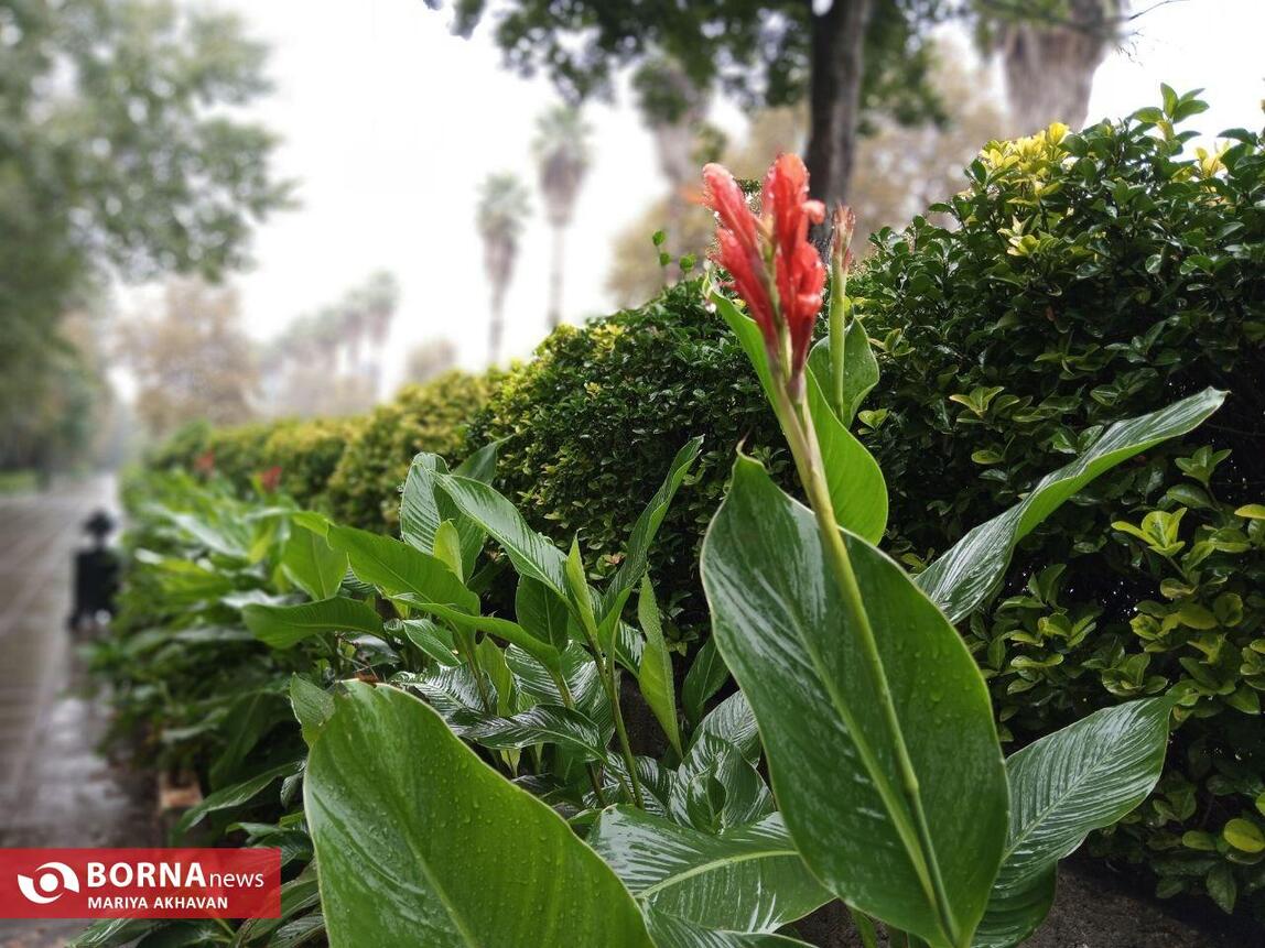 چشم انداز پاییز در رشت_ مهرماه ۱۴۰۳