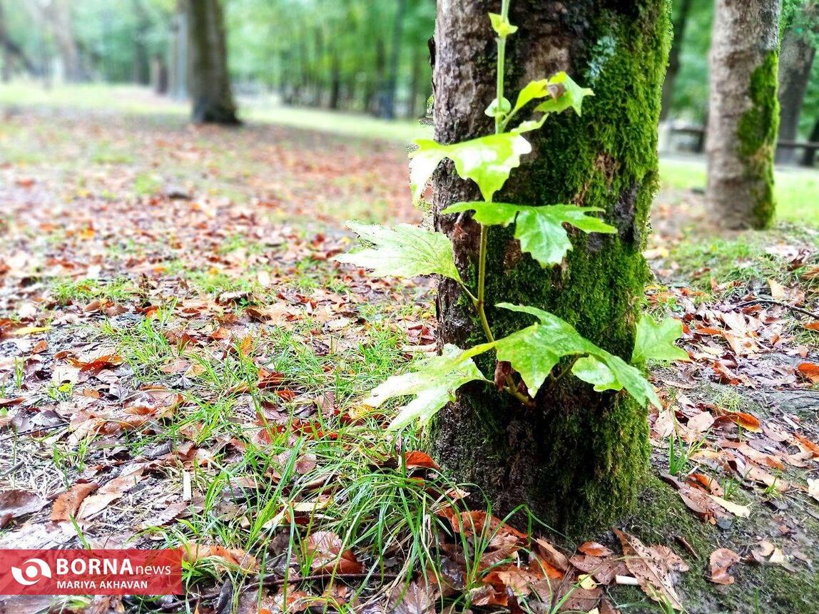 چشم انداز پاییز در رشت_ مهرماه ۱۴۰۳