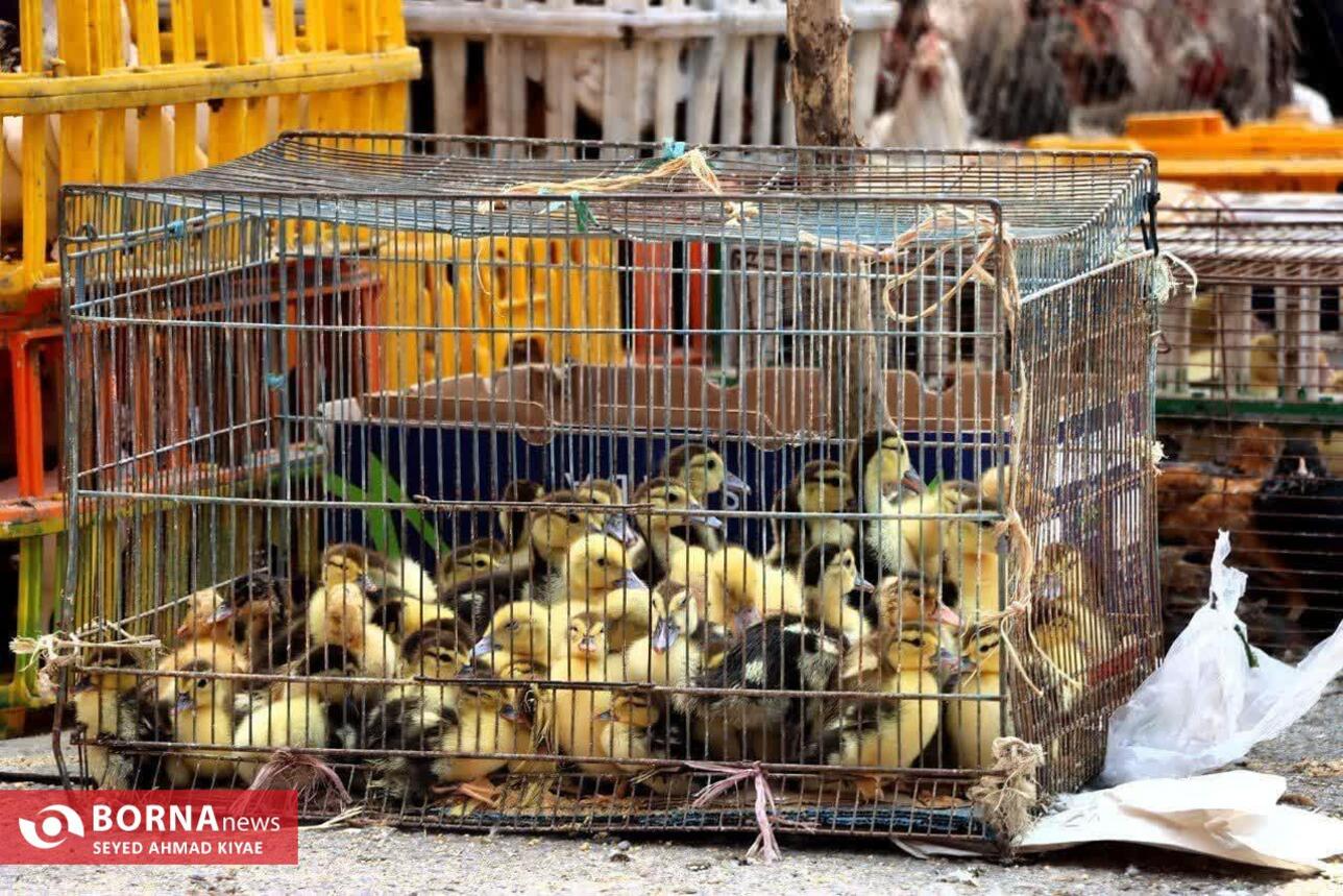 برگزاری تور عکاسی بازار لنگرود