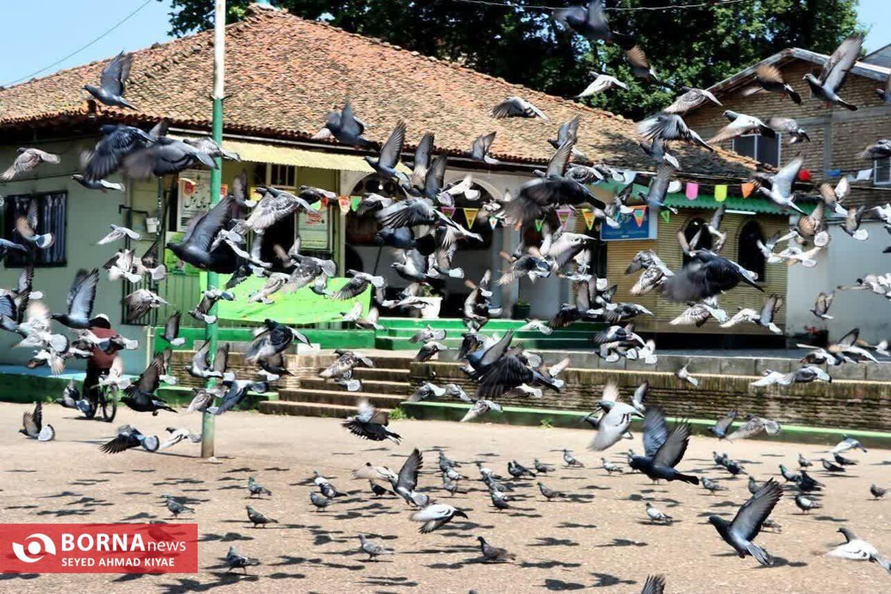 برگزاری تور عکاسی بازار لنگرود