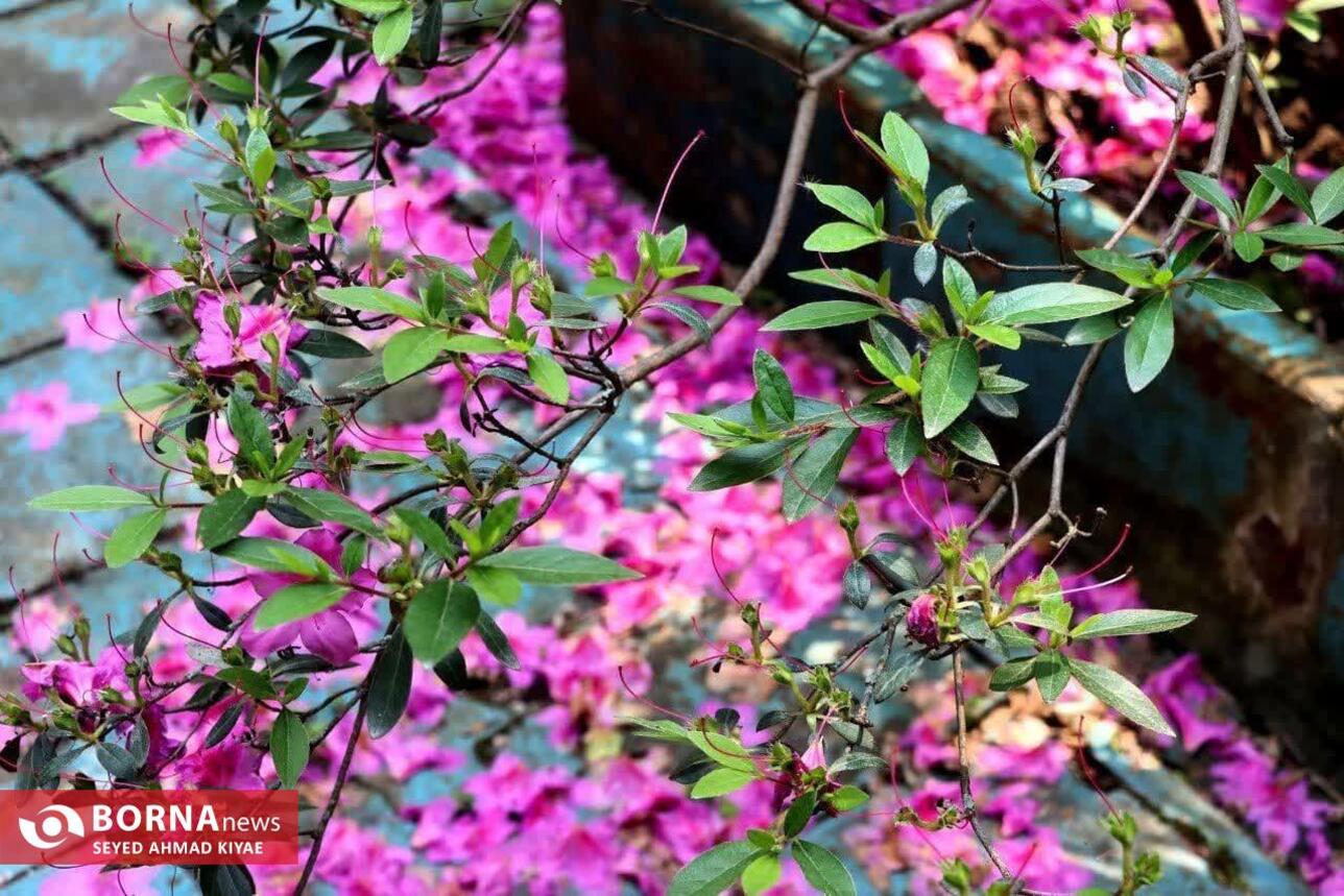 برگزاری تور عکاسی بازار لنگرود