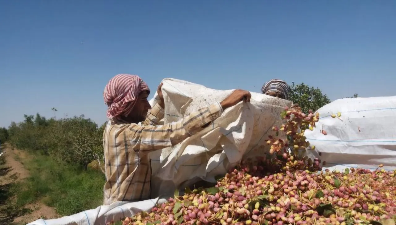 آغاز برداشت پسته و گردو از باغات تحت کشت در شهرستان کاشان