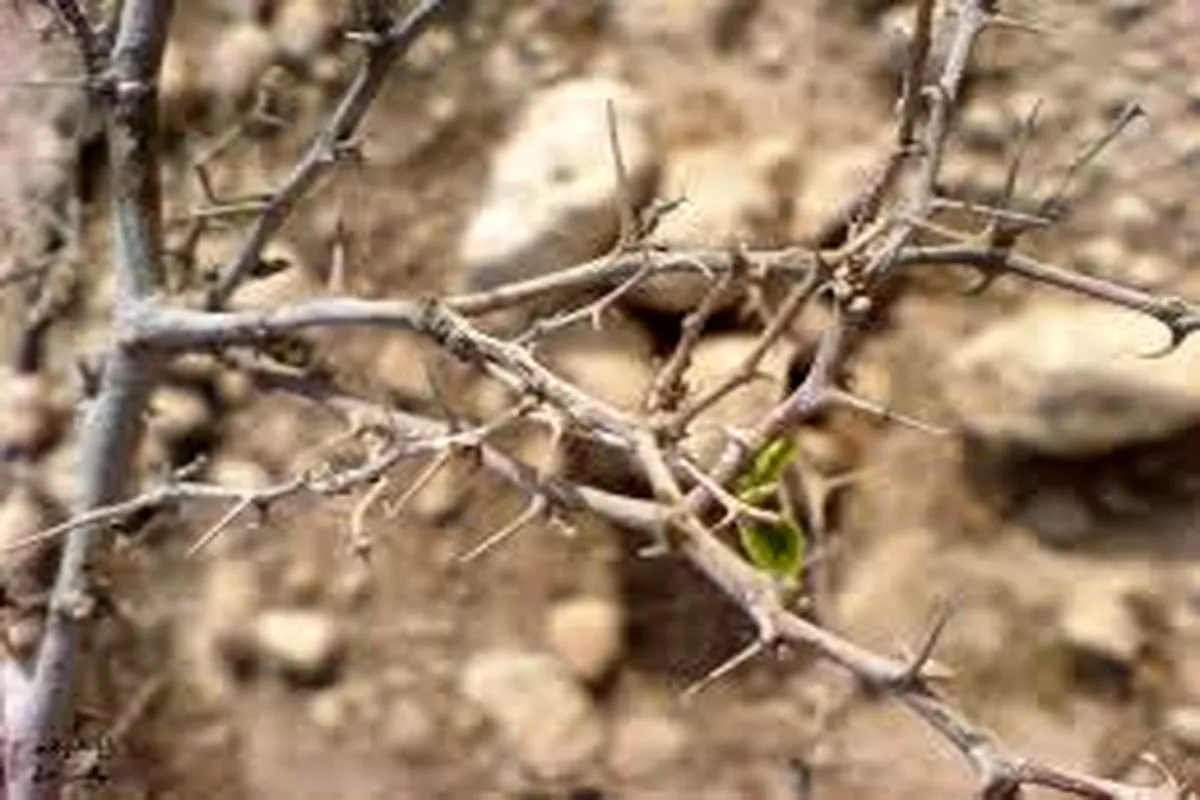 سرمازدگی ۱۵ هزار هکتار باغ استان سمنان