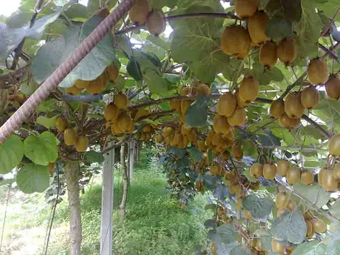 «کیوی» کالای اساسی نیست/ یارانه ۶.۵ همتی لغو شد