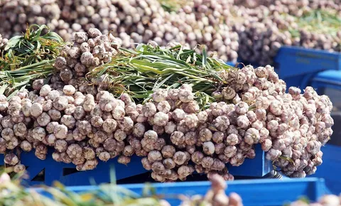 تولید نزدیک به نیمی از سیر کشور در همدان