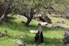 مستند 