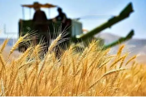 بیش از ۷ هزار و ۸۹۴ میلیارد ریال از مطالبات گندم‌کاران پرداخت شد