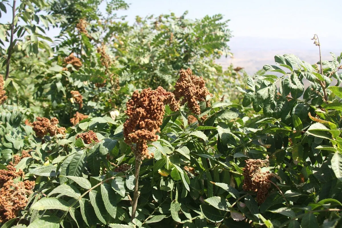 ۲ برابر شدن برداشت سماق دیم در سردشت