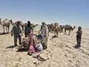 خروج ۴۵۰ شتر از بستر تالاب هامون