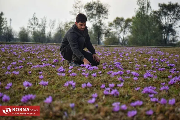 برداشت زعفران در کشمیر