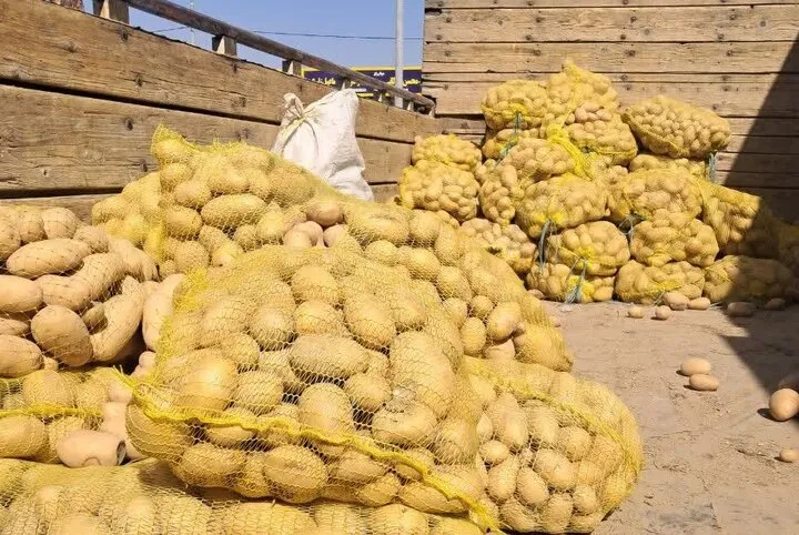 سیب‌زمینی تنظیم بازار در نقاط مختلف فارس توزیع شد