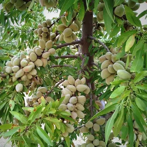 خراسان جنوبی قطب تولید بادام در شرق کشور