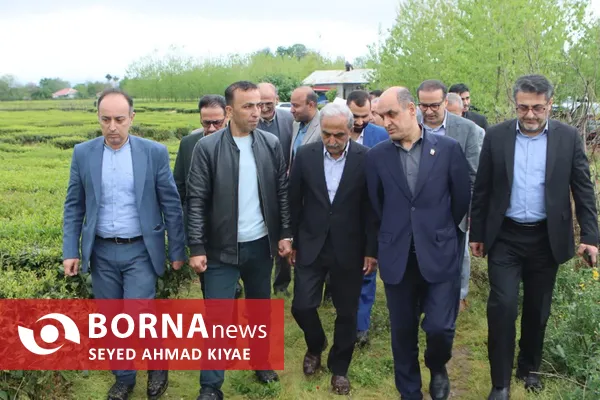 آیین برداشت چای بهاره