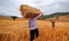 واریز مطالبات گندم‌کاران برای کدام کشاورزان در دستور کار است؟