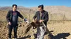 دو بال عقاب طلایی پس از درمان به آغوش طبیعت ارومیه بازگشتند