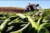 پیش بینی برداشت ۷۹هزار تن خیار سبز