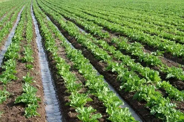 آغاز کشت چغندرقند در بیش از ۵ هزار هکتار اراضی دزفول
