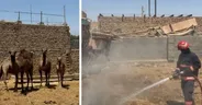 مهار سریع حریق در شترداری توسط تیم‌های عملیاتی آتش‌نشانی شهرداری سمنان