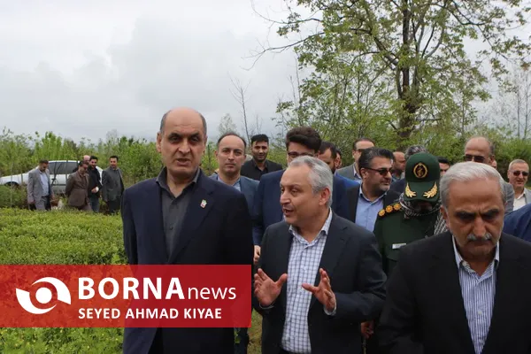 آیین برداشت چای بهاره