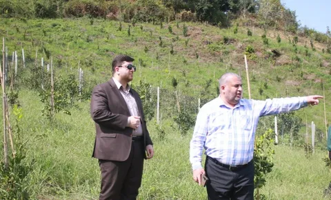 نخستین ثمرات سرمایه‌گذاری اوقاف در باغ مرکبات لاهیجان