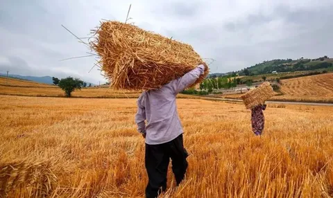 واریز مطالبات گندم‌کاران برای کدام کشاورزان در دستور کار است؟