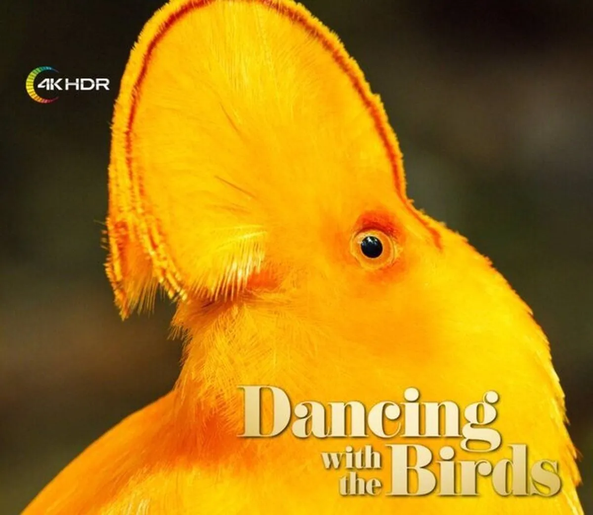 نمایش مستند «رقص با پرندگان»